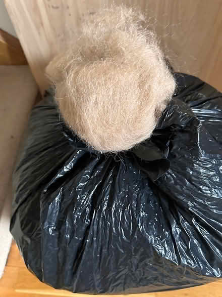 Photo of free Alpaca unwashed and uncarded (Atworth) #1