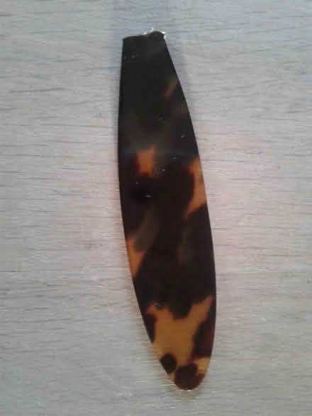 Photo of free Tortoiseshell (London Fields, E8) #1