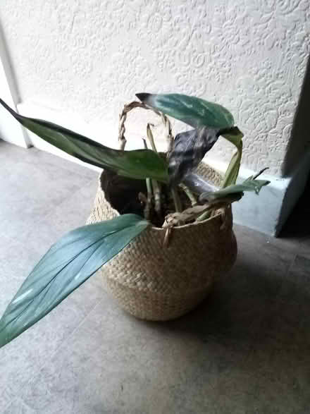 Photo of free House Plant (Morley LS27) #1