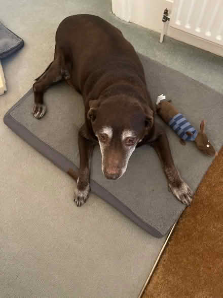 Photo of free Large dog’s bed (Wimbledon Park SW19) #2