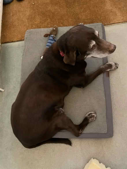 Photo of free Large dog’s bed (Wimbledon Park SW19) #1