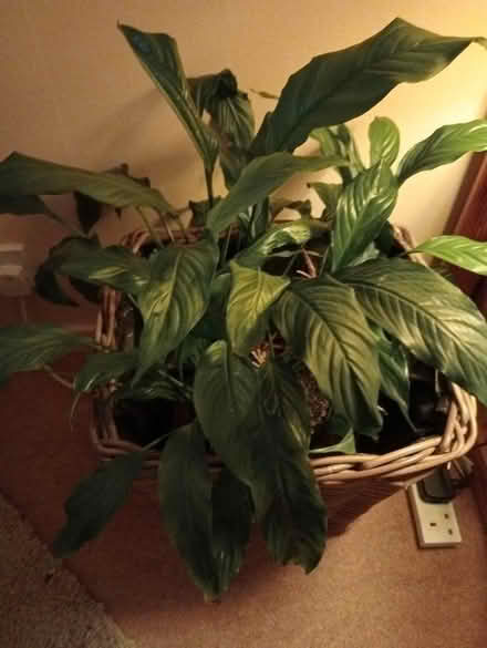 Photo of free Peace Lily plant (Larkhall) #1