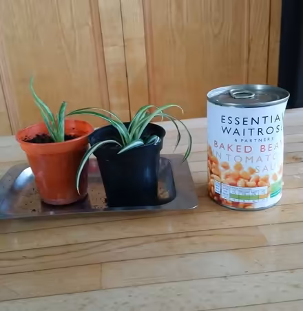 Photo of free Aloe and spider plants (Formby L37) #1
