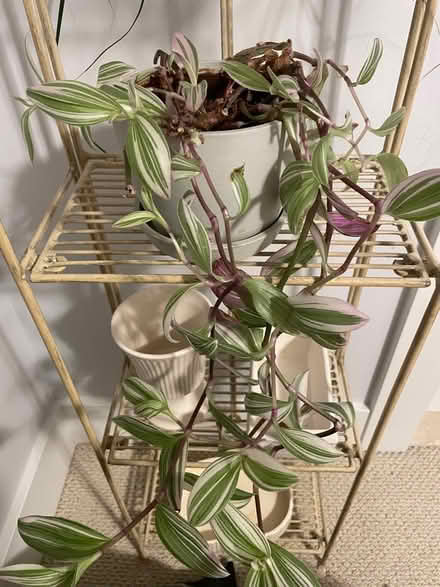 Photo of free Silver Inch Plant (Near 11 and Woodward) #1