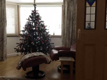 Photo of free xmas tree (Howey LD1) #1