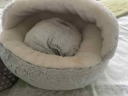 Photo of free Two kitten beds (Crossgates LS15) #3