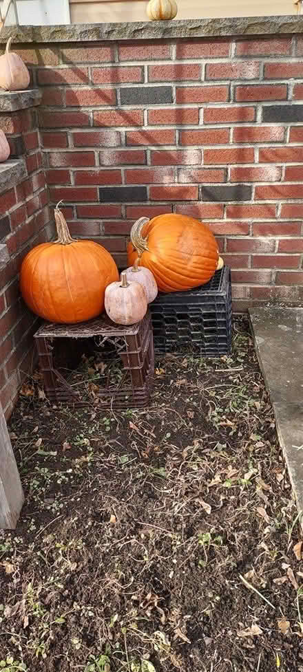Photo of free Pumpkins for seeds (Everett) #2
