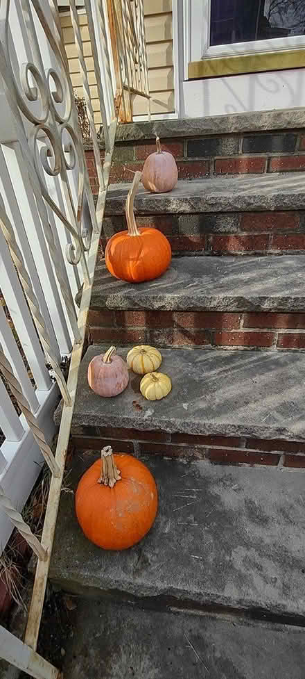Photo of free Pumpkins for seeds (Everett) #1
