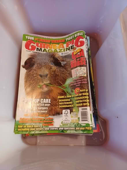 Photo of free Guinea pig magazine (TF9) #1