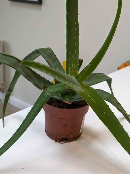 Photo of free Aloe Vera Plant (Cumnor OX2) #1