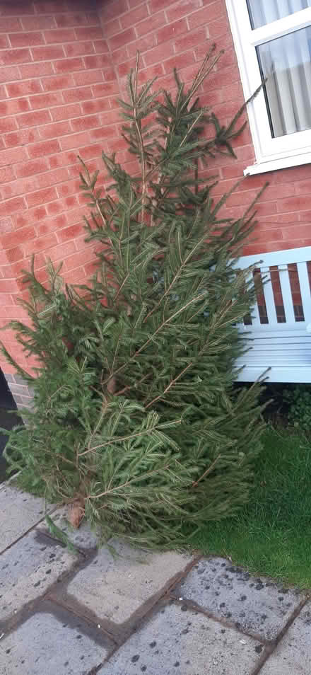 Photo of free Christmas Tree (Minehead) #1