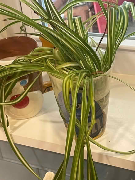 Photo of free Spider plant babies (Severna park) #1