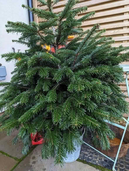Photo of free pot grown Christmas tree (Bath & North East Somerset) #1