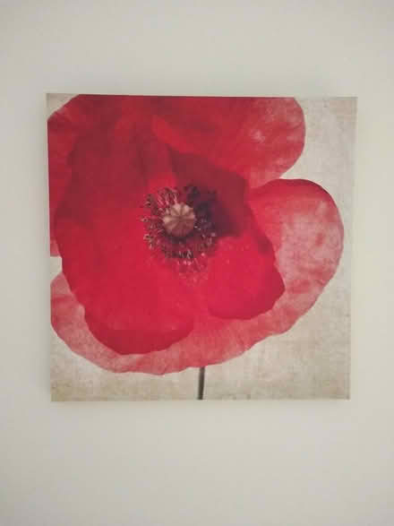 Photo of free Poppy Print (Bollington SK10) #1