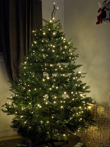 Photo of free Christmas tree (Miles platting M40) #1