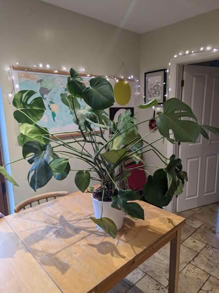 Photo of free Monstera deliciosa plant (Eldwick, Bingley) #1