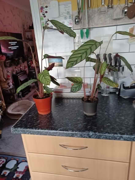 Photo of free Never Never plant (Dawley TF4) #2