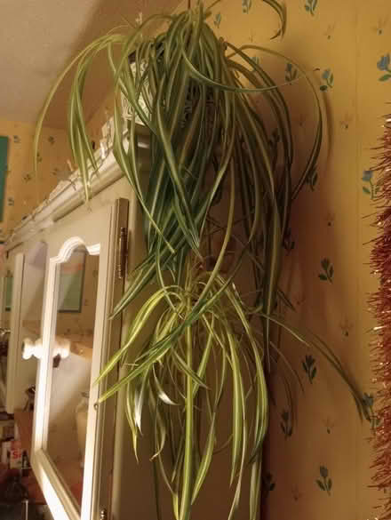 Photo of free Spider plant (Larkhall) #1
