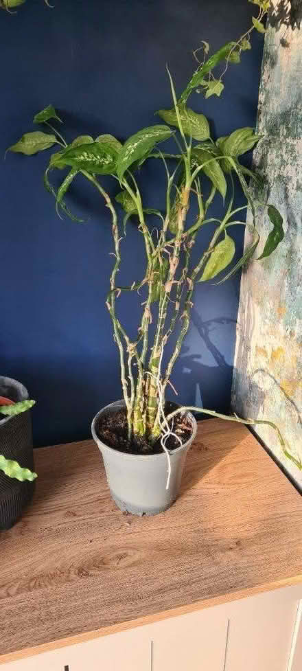 Photo of free 1 drooping plant (L4) #1