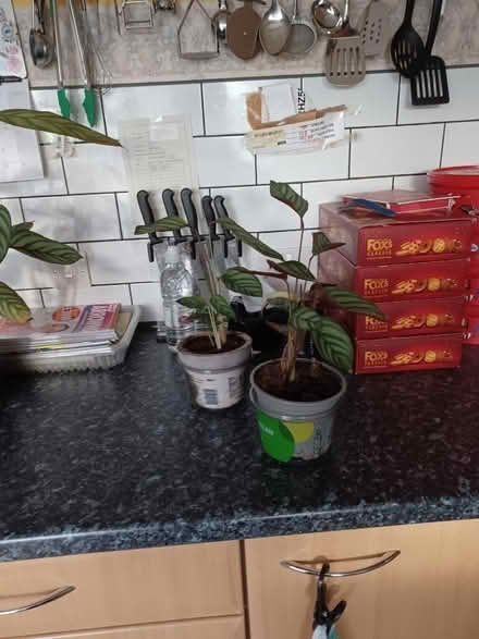 Photo of free Never Never plant (Dawley TF4) #3