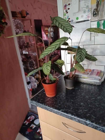 Photo of free Never Never plant (Dawley TF4) #1