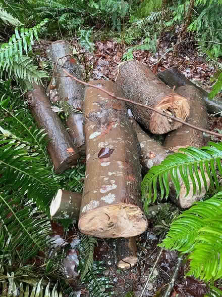 Photo of free Newly felled maple rounds (Woodinville) #1