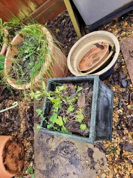 Photo of free Garden Pots (Littleport CB6) #1