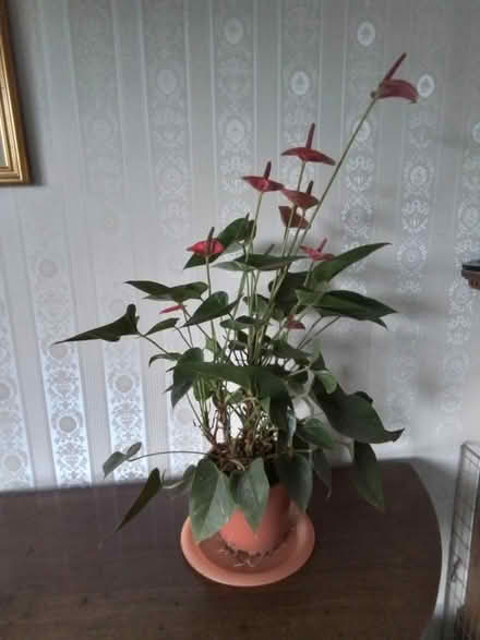 Photo of free Tall (and Pot-Bound) Flamingo Flower Plant (Pantymwyn CH7) #1