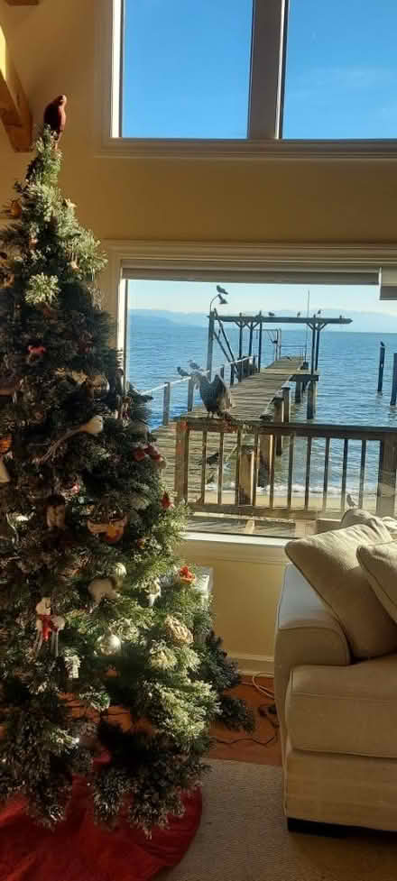 Photo of free 7.5ft Christmas tree (Tiburon) #3