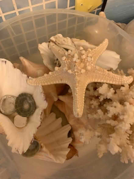 Photo of free Seashells for decoration (Grays RM17) #1