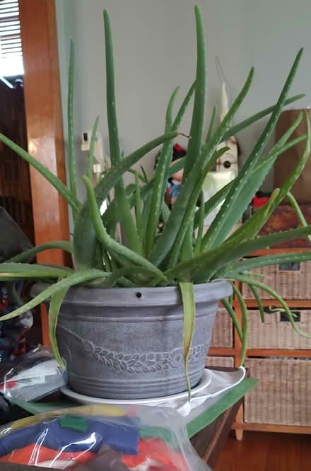 Photo of free Aloe plant (Buchanan) #1