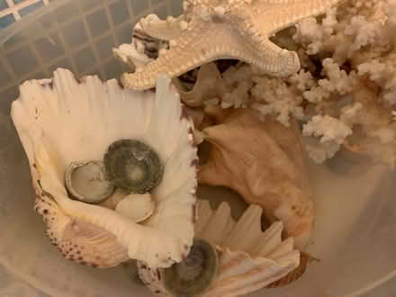 Photo of free Seashells for decoration (Grays RM17) #2