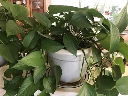 Photo of free Large healthy pothos houseplant (Above downtown) #2