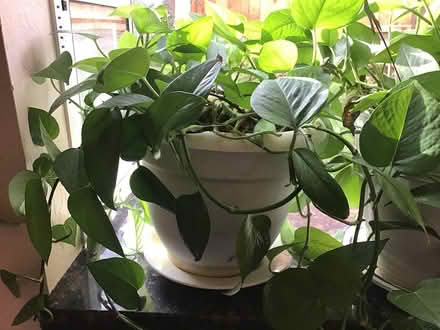 Photo of free Large healthy pothos houseplant (Above downtown) #1