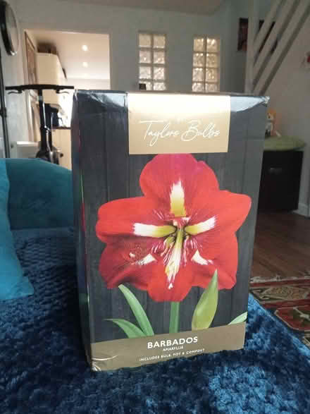 Photo of free Amaryllis (Shoreham Beach BN43) #1