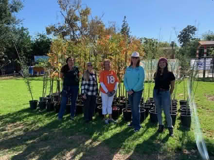 Photo of free 5-gal. Shade Trees Ready to Plant (Lewis Library, Fontana, CA) #1