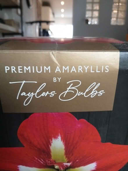 Photo of free Amaryllis (Shoreham Beach BN43) #3