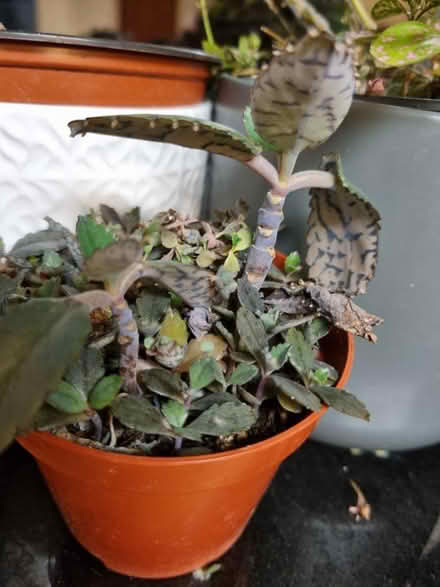 Photo of free Mexican hat plant (Woodley RG5) #1
