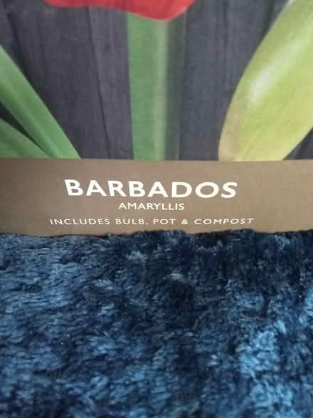 Photo of free Amaryllis (Shoreham Beach BN43) #2