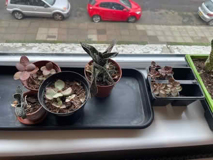 Photo of free tray of succulents cacti (Lee SE12) #1