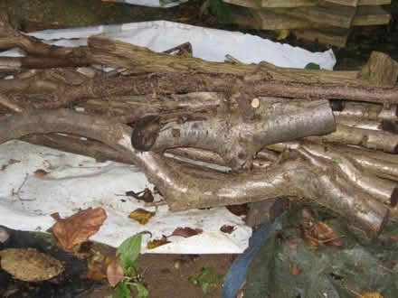 Photo of free Firewood/kindling (IP5) #1
