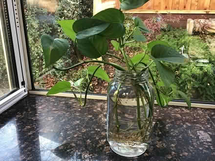Photo of free Rooted Pothos cuttings (Pleasanton Heights) #1