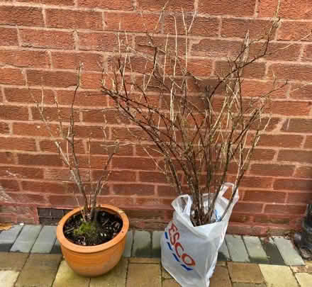 Photo of free Fruit bushes: 1x blackcurrant and 1x gooseberry (Eccleston PR7) #1