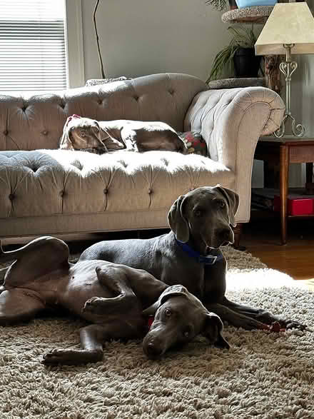 Photo of free Tufted sofa (West Seattle Admiral) #4
