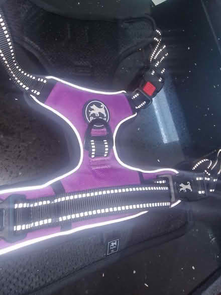 Photo of free Dog harness XL size (cheshunt EN8) #1