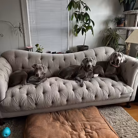 Photo of free Tufted sofa (West Seattle Admiral) #1