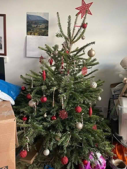Photo of free live christmas tree (SE18 Charlton/Woolwich) #1