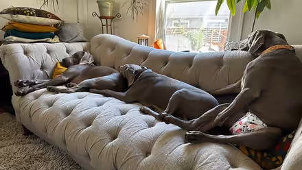 Photo of free Tufted sofa (West Seattle Admiral) #2