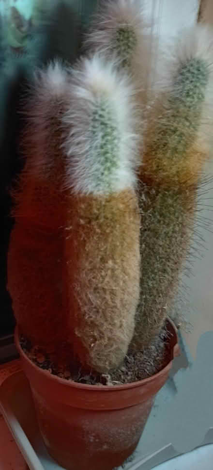 Photo of free Two cactuses (Gilesgate DH1) #2