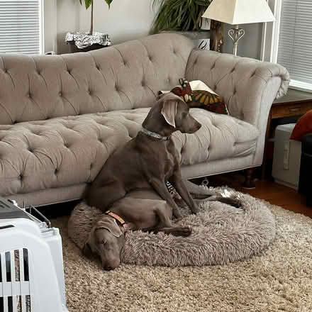 Photo of free Tufted sofa (West Seattle Admiral) #3